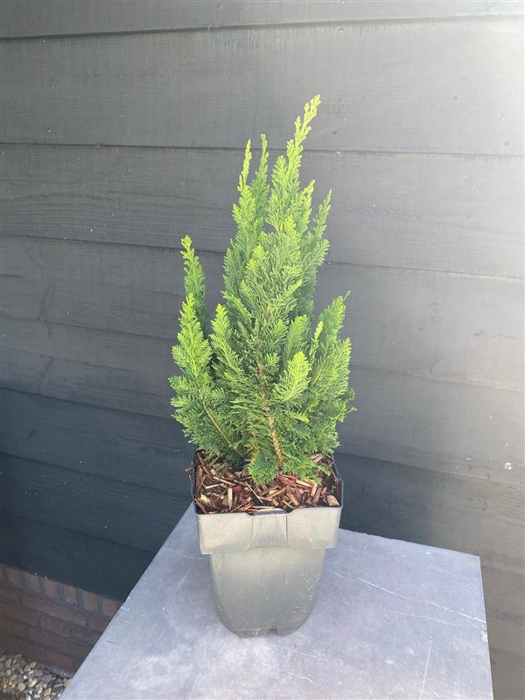 Chamaecyparis l. 'Little Spire' - C2